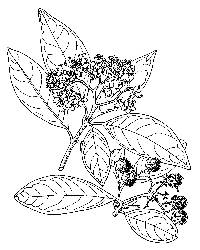 Image of Cordia nitida