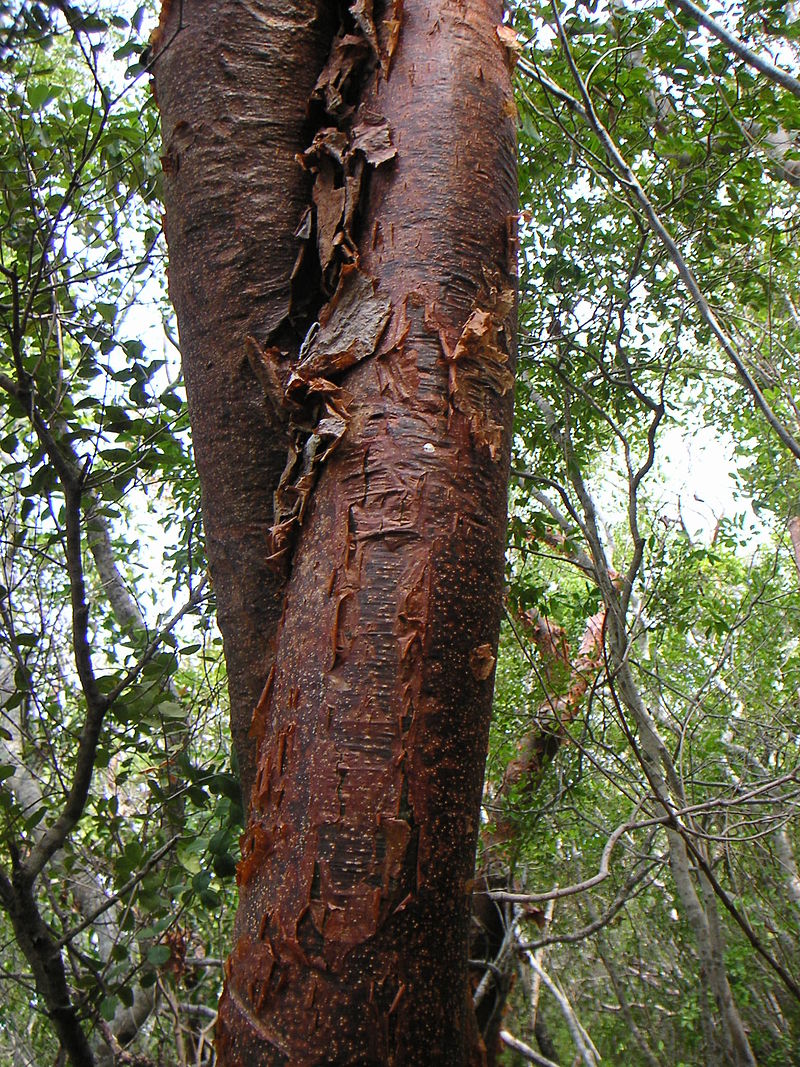 Burseraceae image