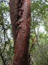 Image of Bursera simaruba