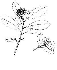 Image of Canella winterana