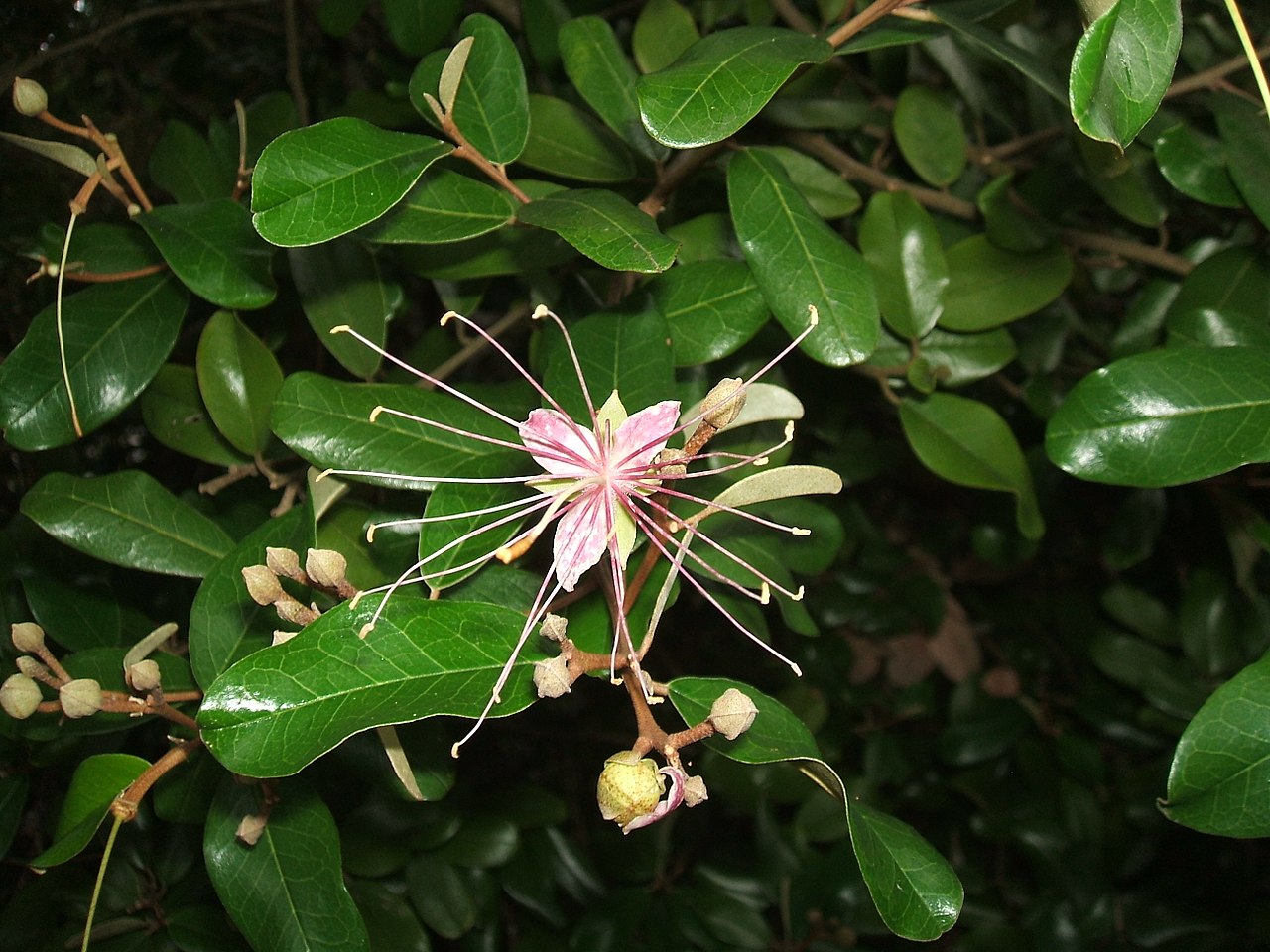 Capparis cynophallophora image