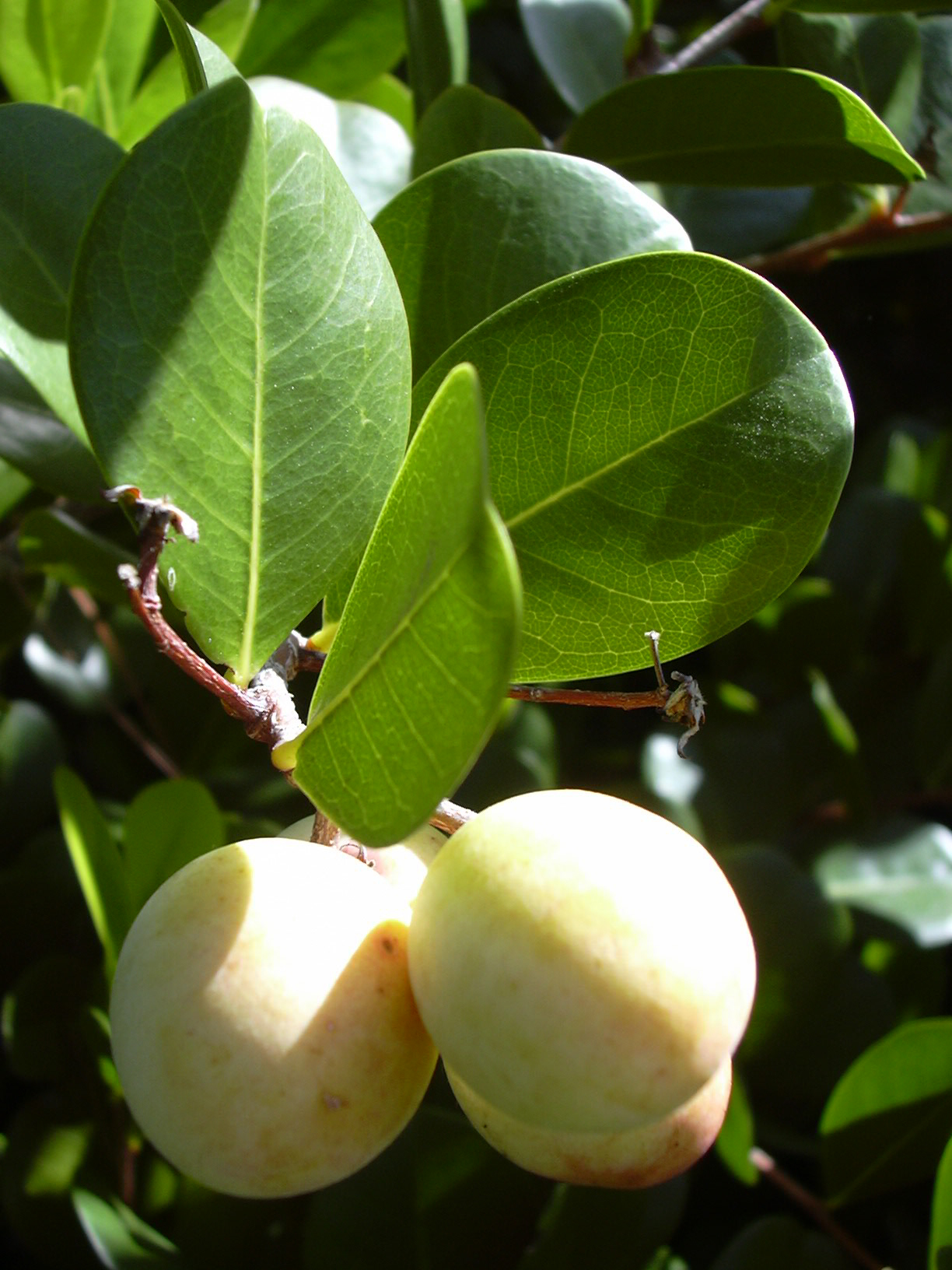 Chrysobalanaceae image