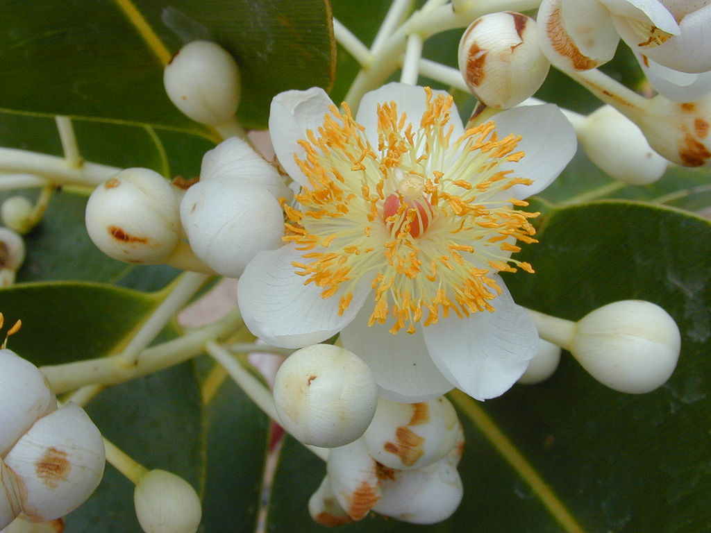 Calophyllum inophyllum image