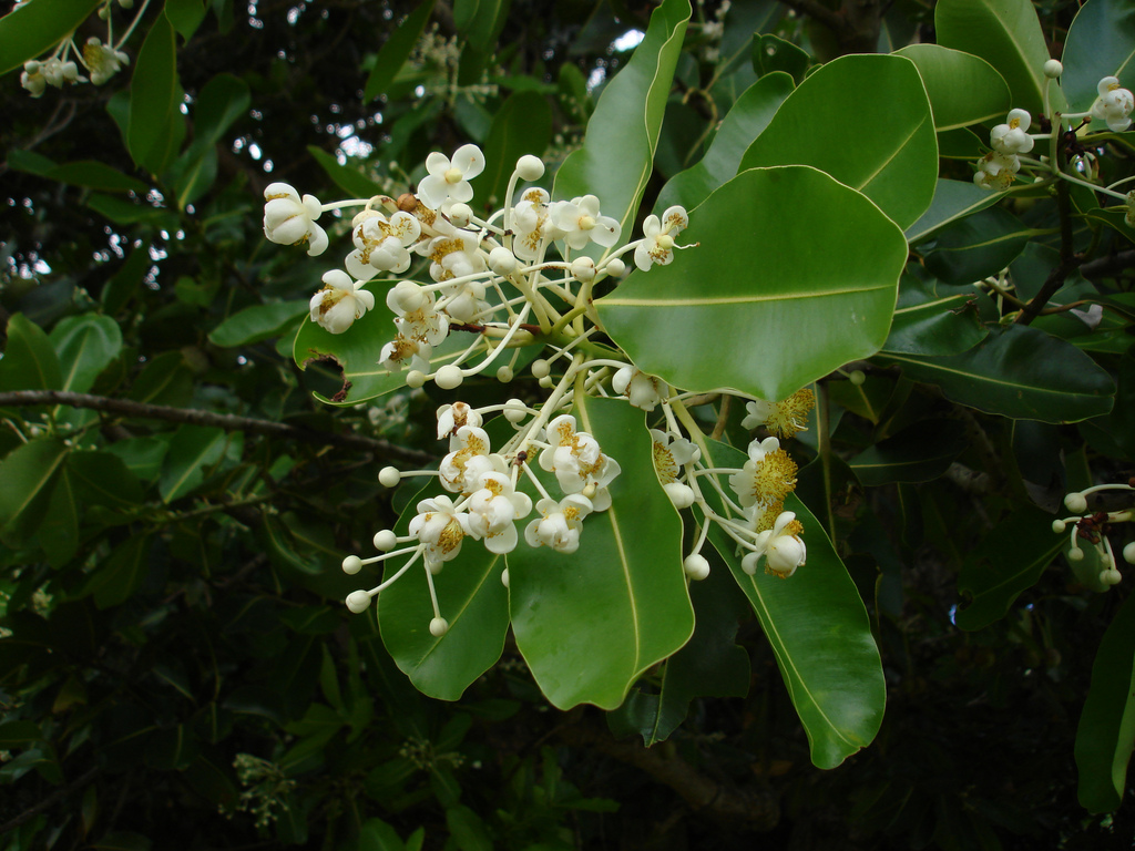 Calophyllum inophyllum image