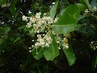 Calophyllum inophyllum image