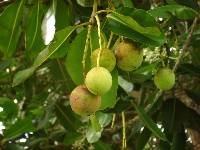 Calophyllum inophyllum image