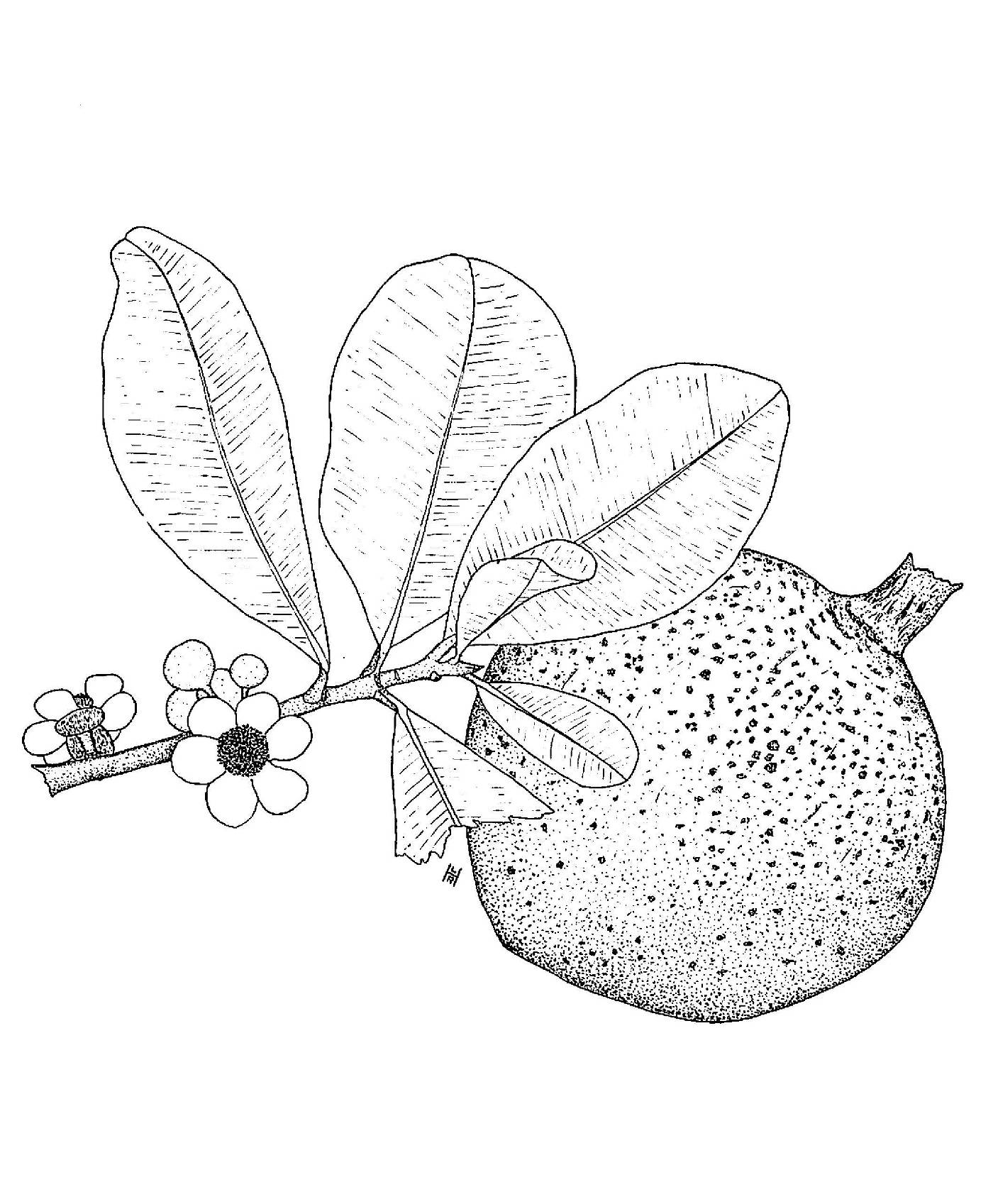 Mammea americana image