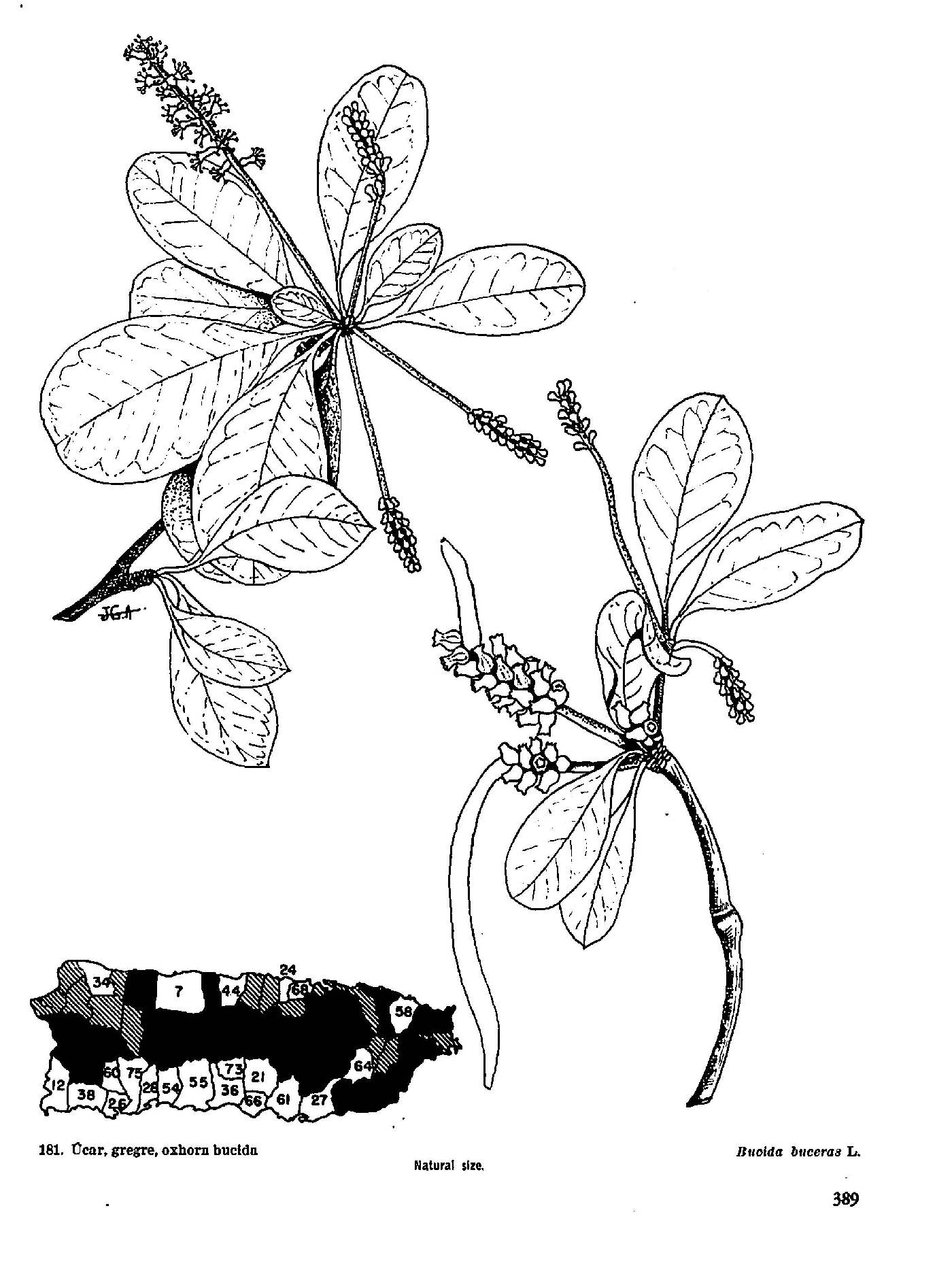 Combretaceae image