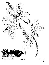 Image of Terminalia buceras