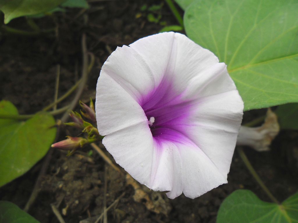 Ipomoea batatas image