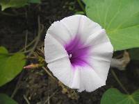 Image of Ipomoea batatas