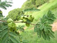 Caesalpinia coriaria image