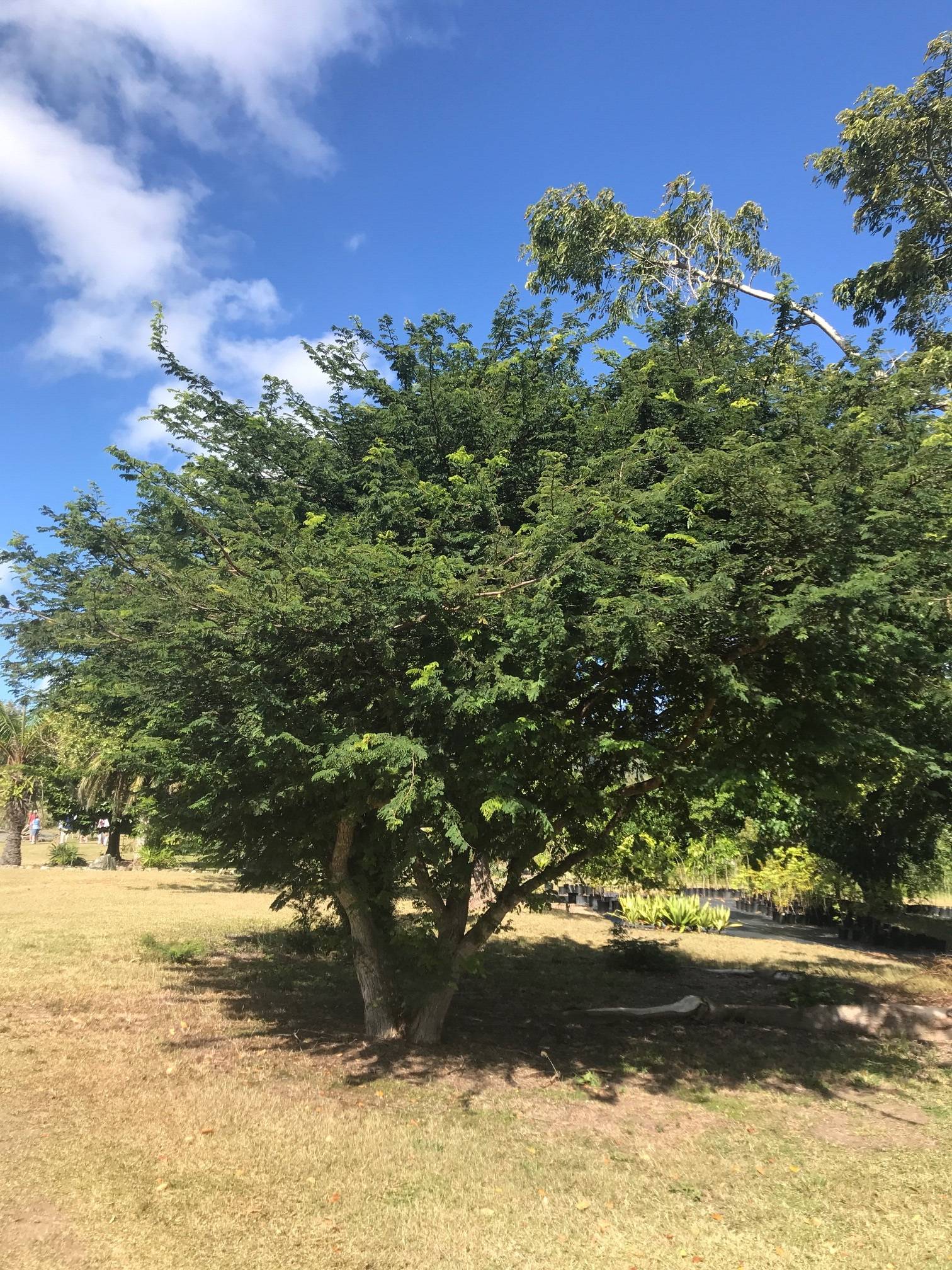 Caesalpinia coriaria image