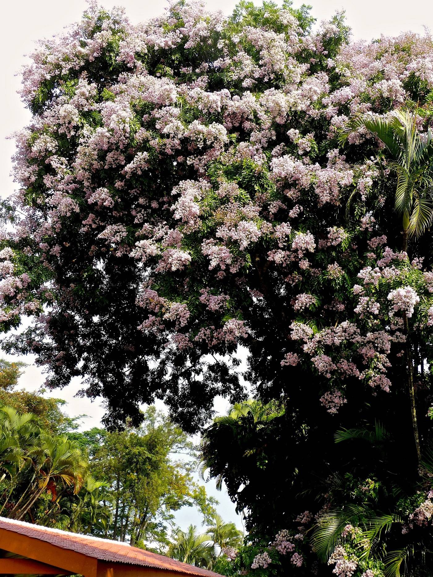 Andira inermis image