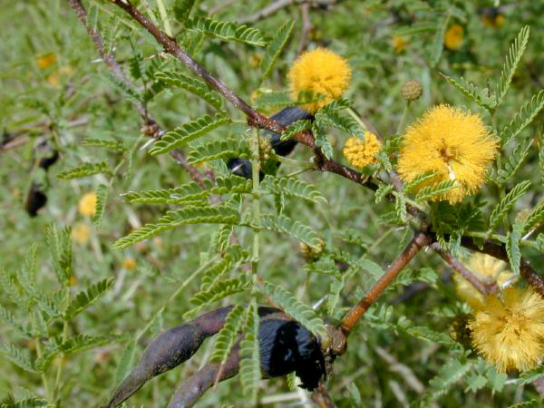 Vachellia farnesiana image