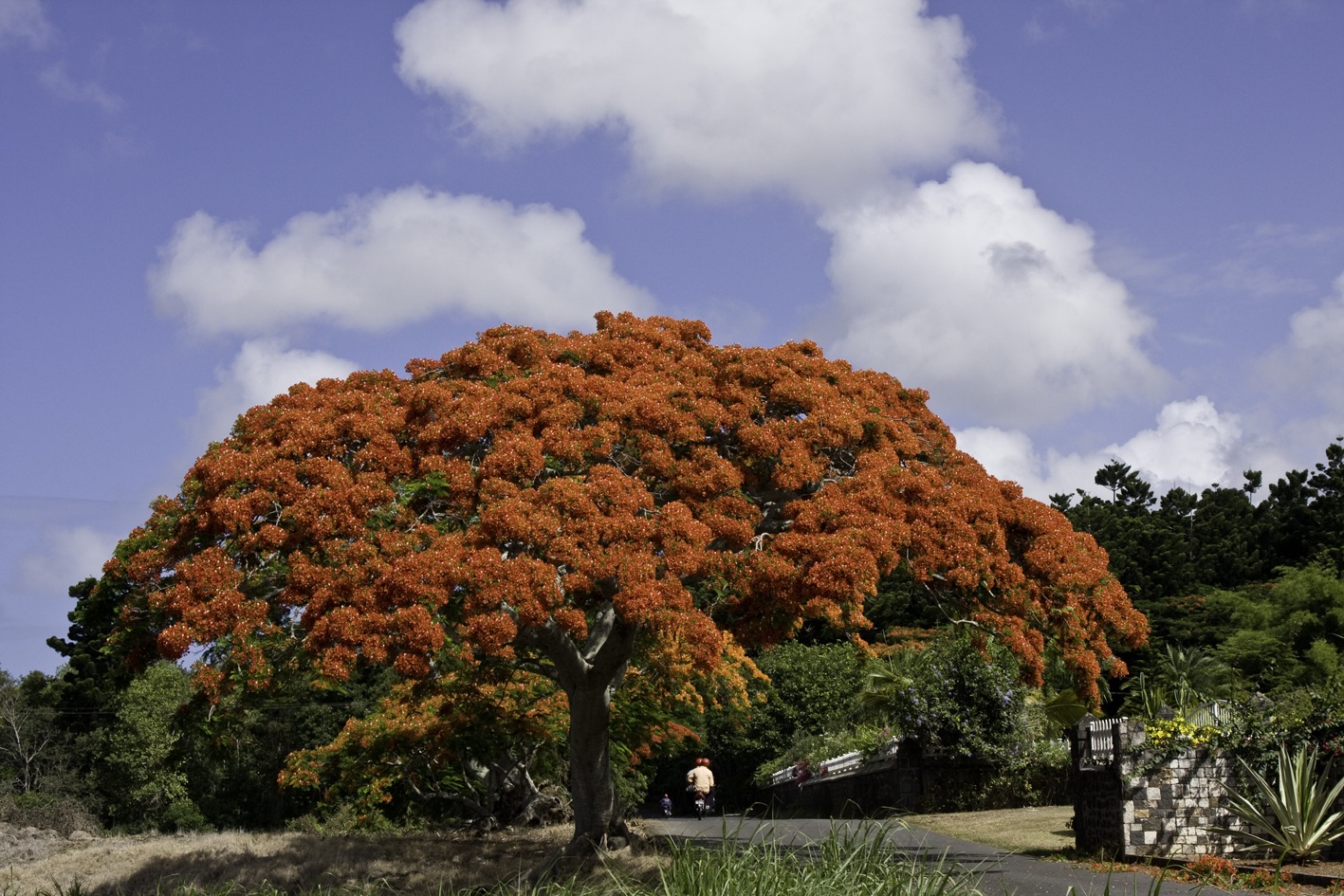 Delonix regia image