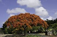 Image of Delonix regia