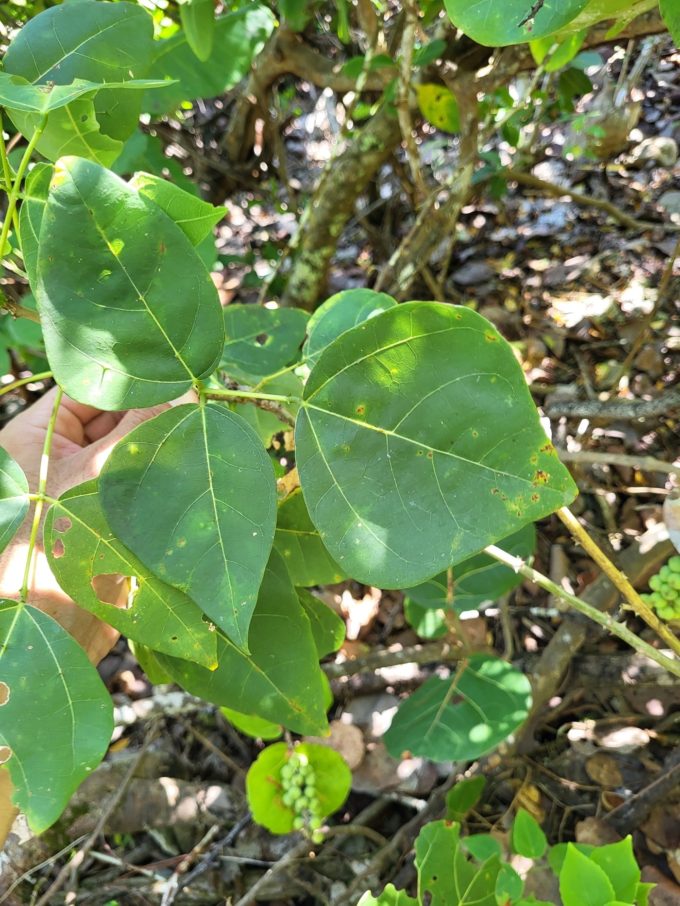 Erythrina eggersii image