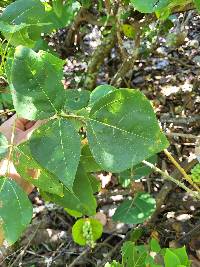 Image of Erythrina eggersii