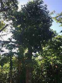 Couroupita guianensis image