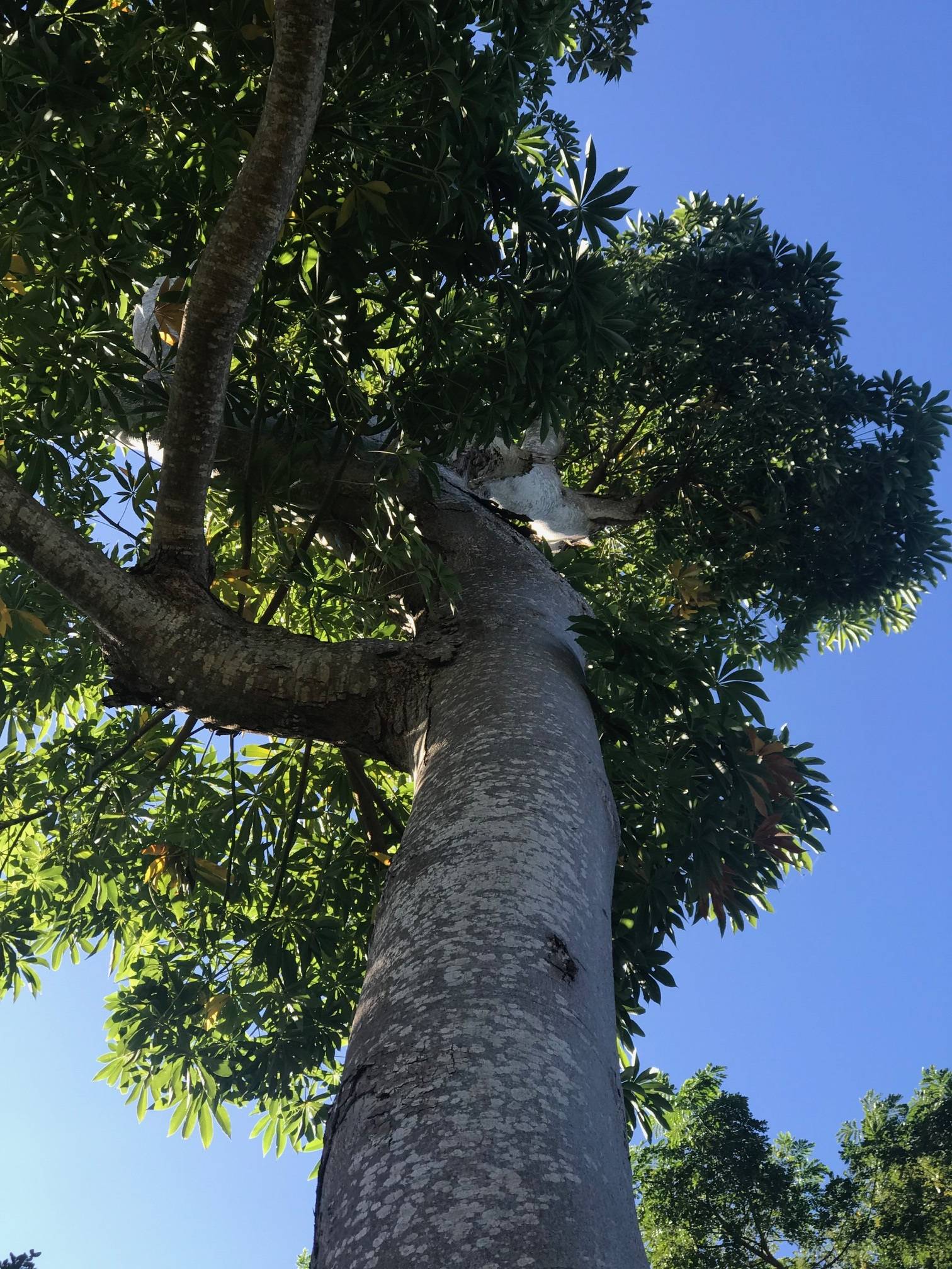 Couroupita guianensis image