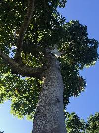 Image of Couroupita guianensis