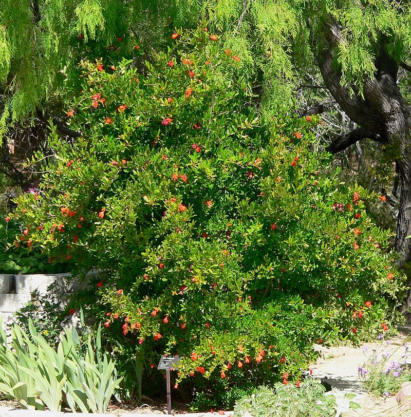 Lythraceae image