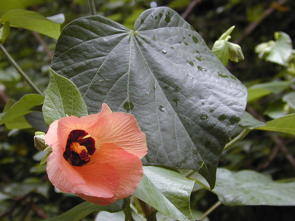 Hibiscus tiliaceus image