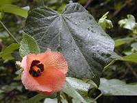 Image of Hibiscus tiliaceus