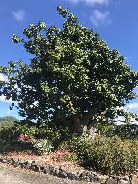 Image of Adansonia digitata