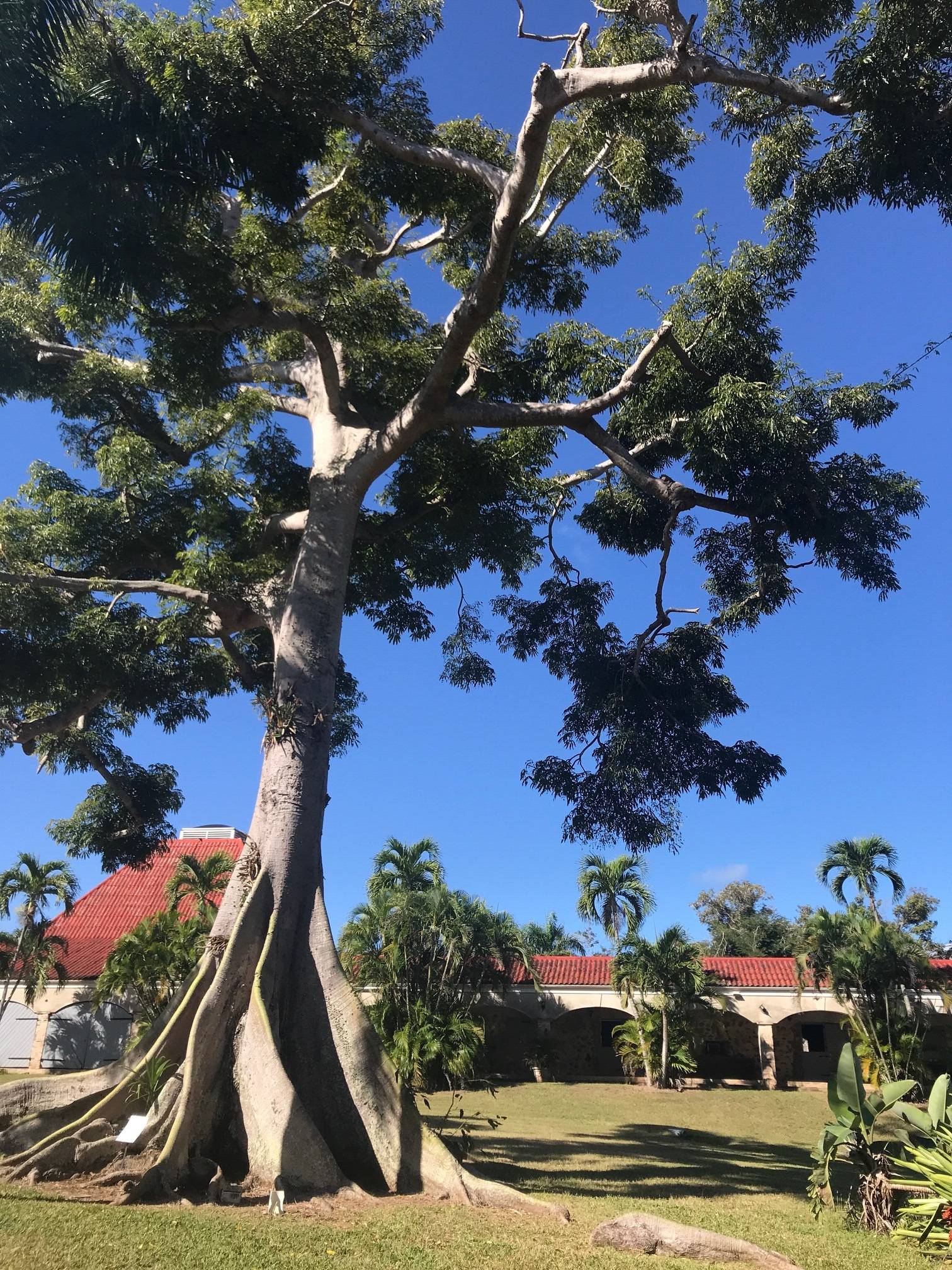 Ceiba pentandra image