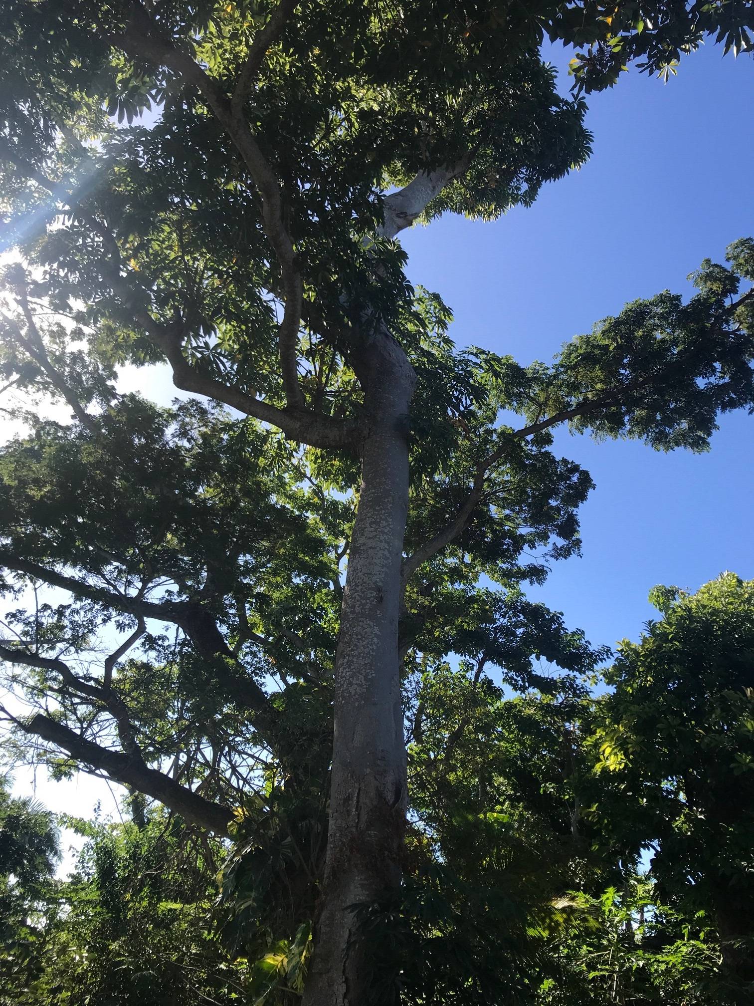 Sterculia foetida image