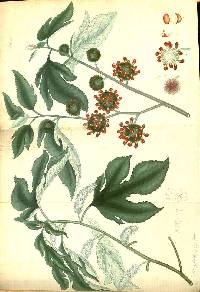 Broussonetia papyrifera image