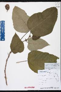 Broussonetia papyrifera image