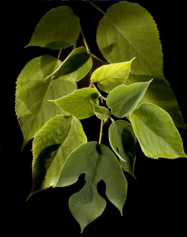 Broussonetia papyrifera image