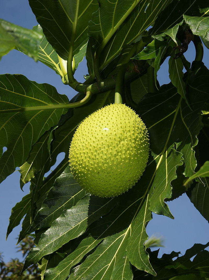 Artocarpus image