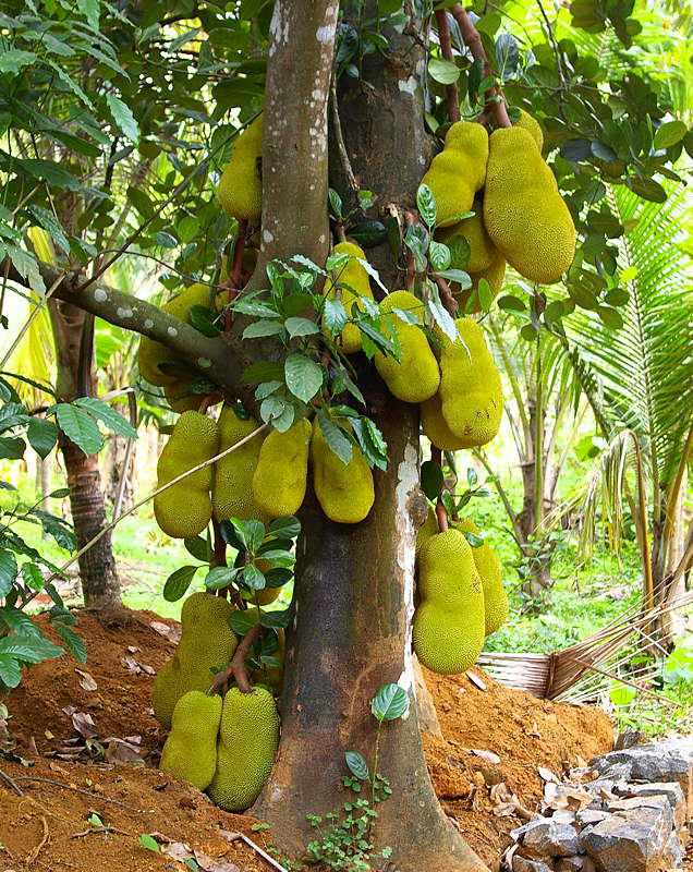 Artocarpus image