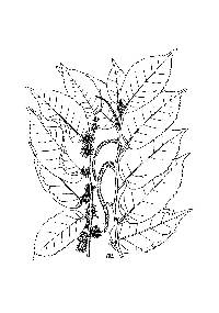 Image of Maclura tinctoria