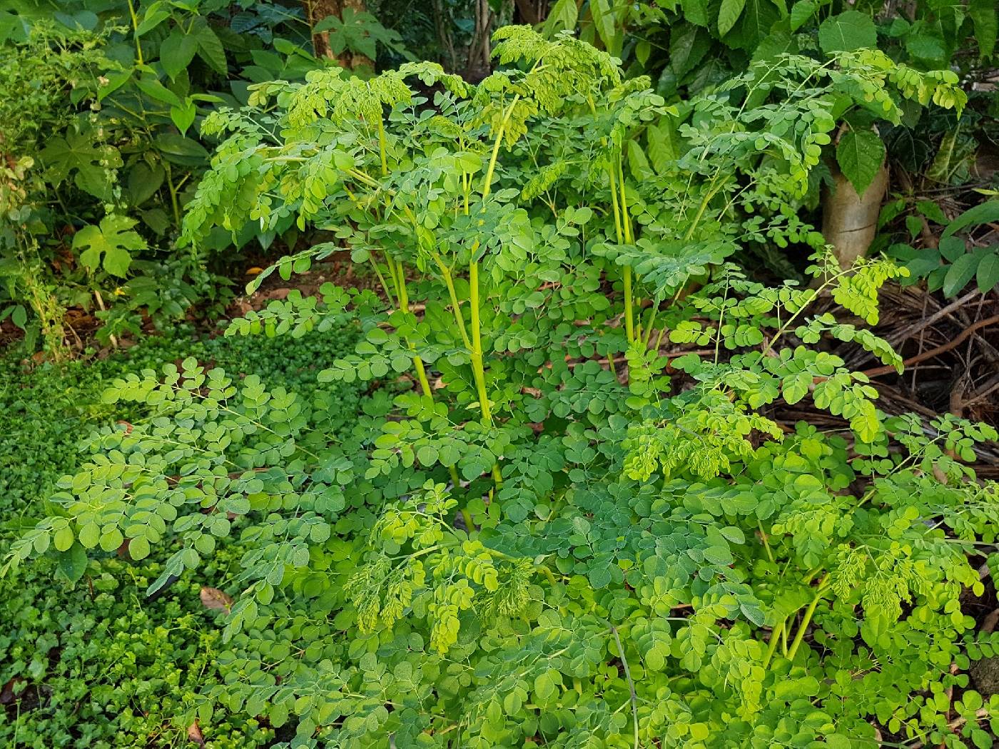 Moringa oleifera image