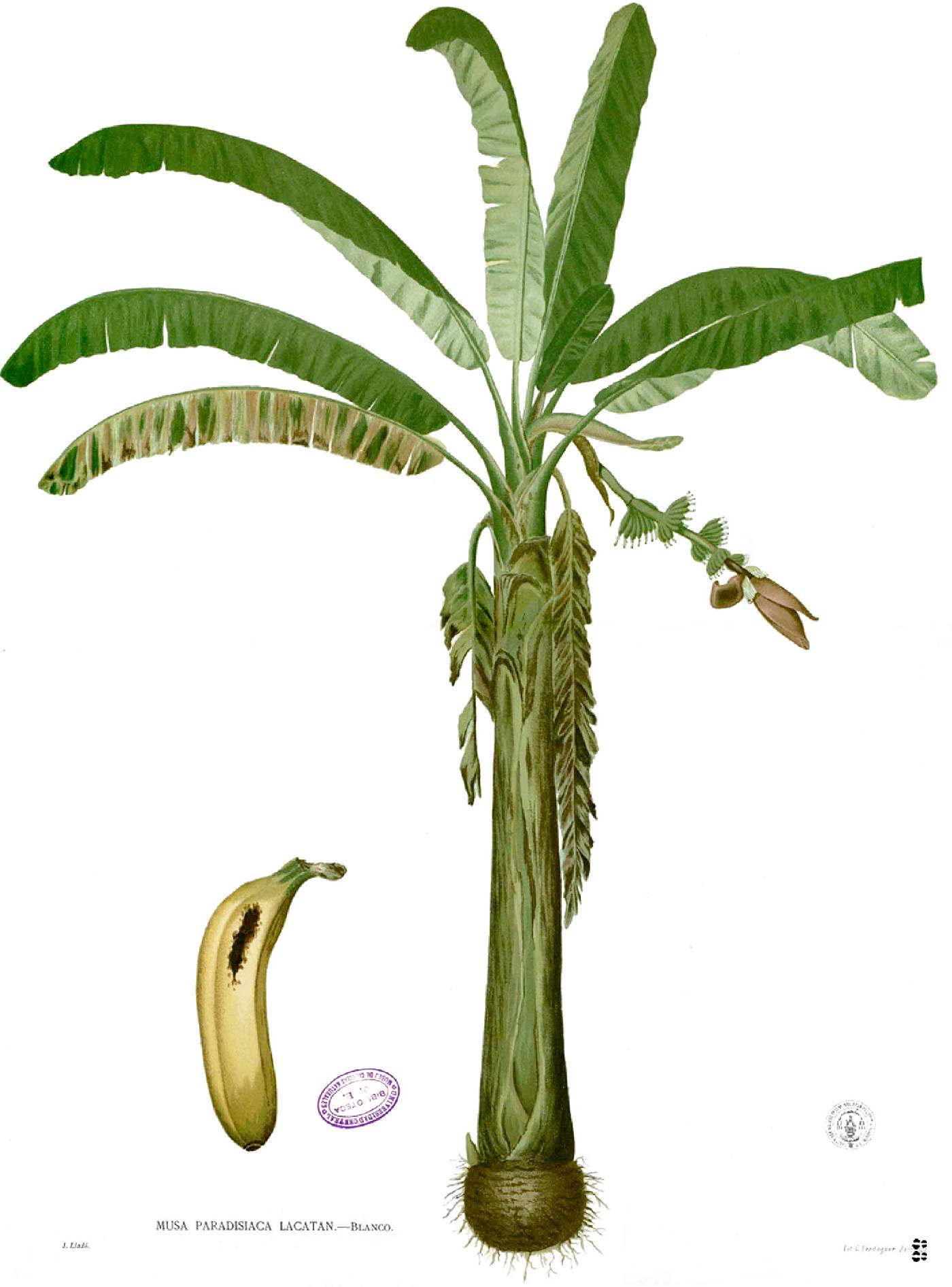 Musa X paradisiaca image