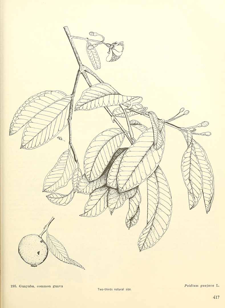 Myrtaceae image