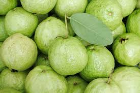 Psidium guajava image