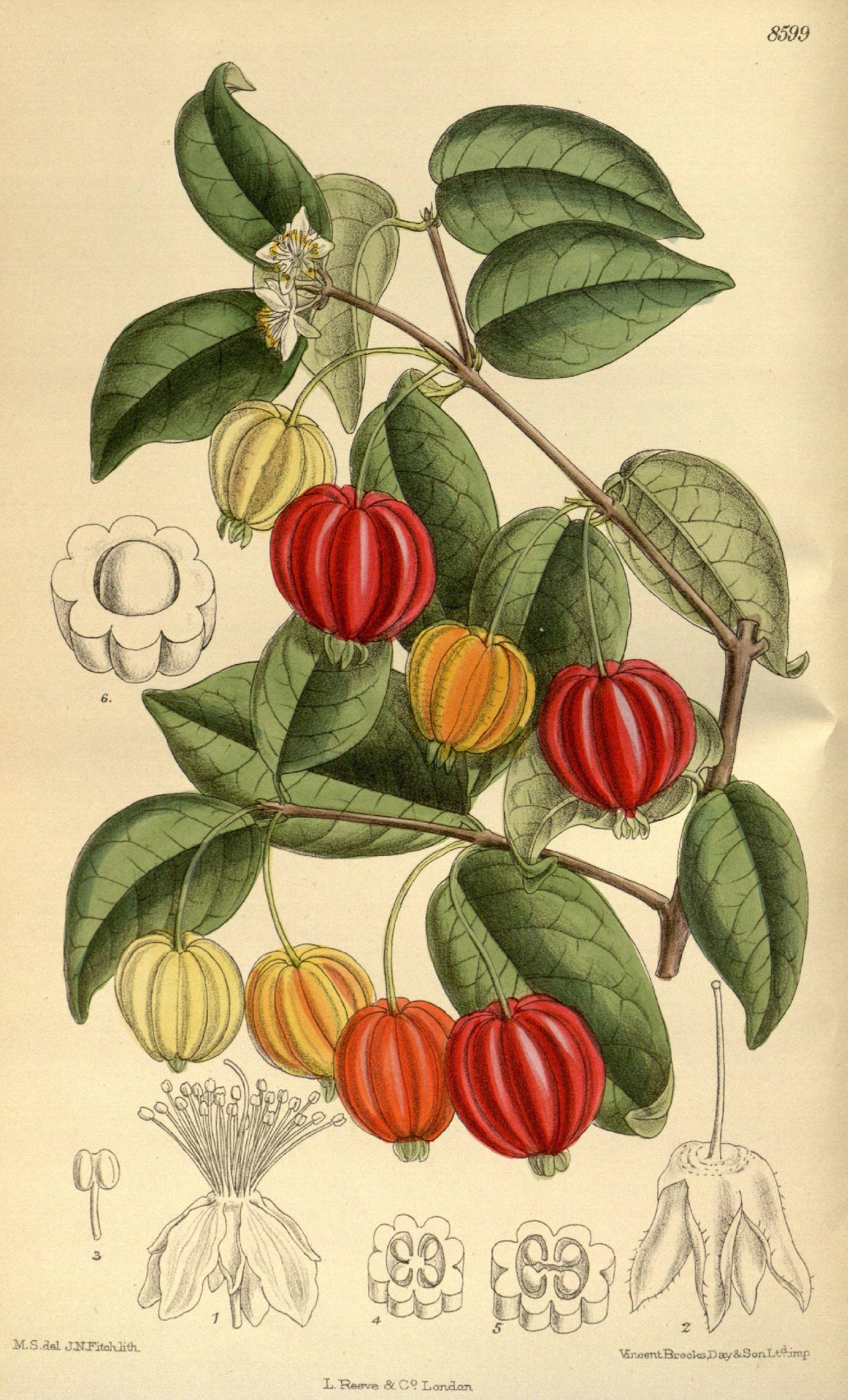 Eugenia uniflora image