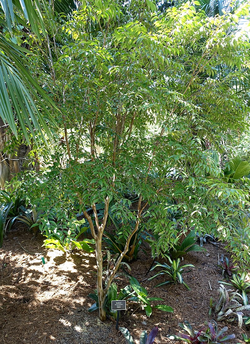 Myrciaria floribunda image