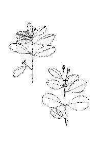 Image of Myrcianthes fragrans