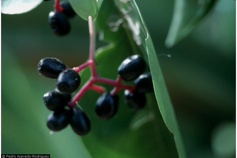 Nyctaginaceae image