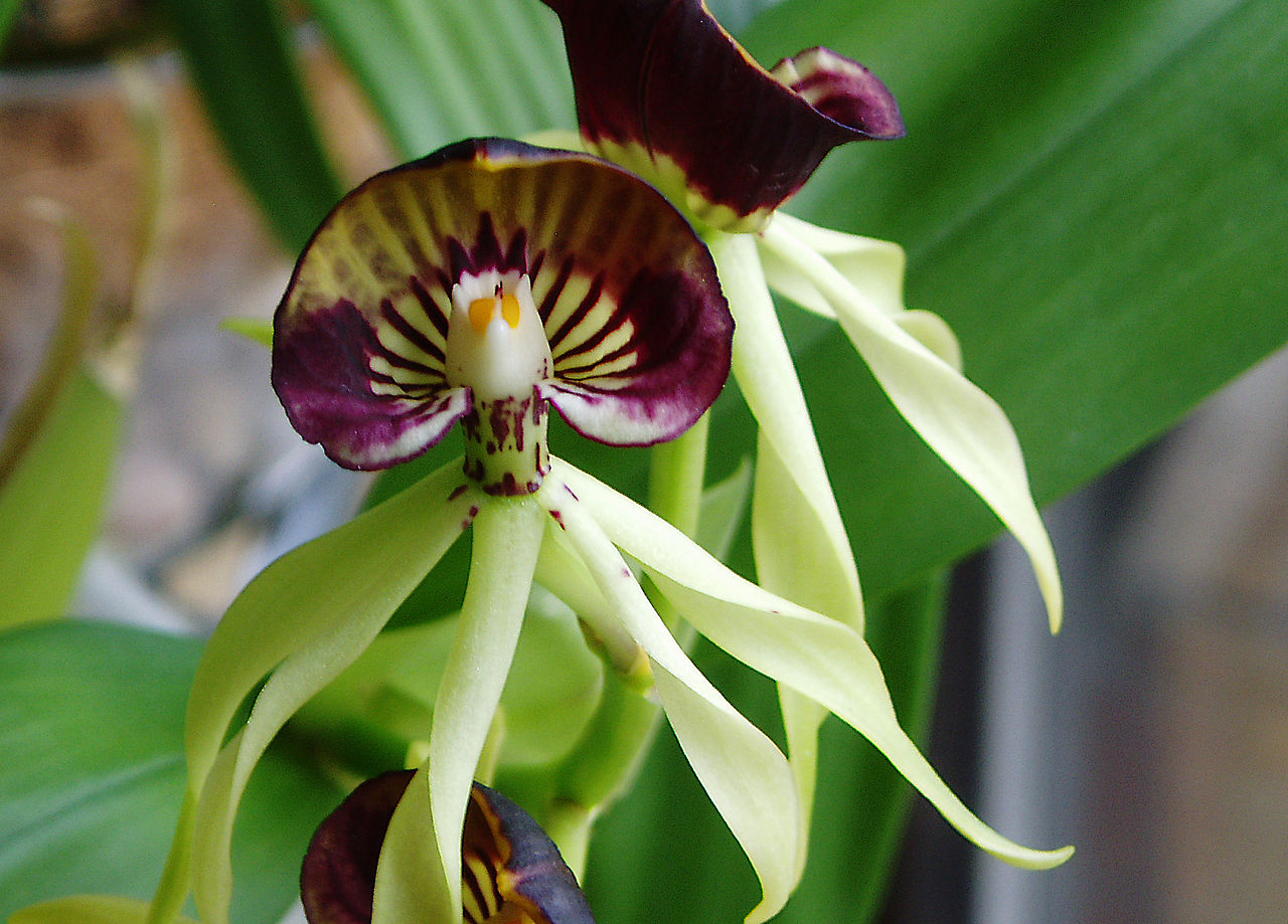 Prosthechea cochleata image