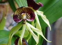 Prosthechea cochleata image