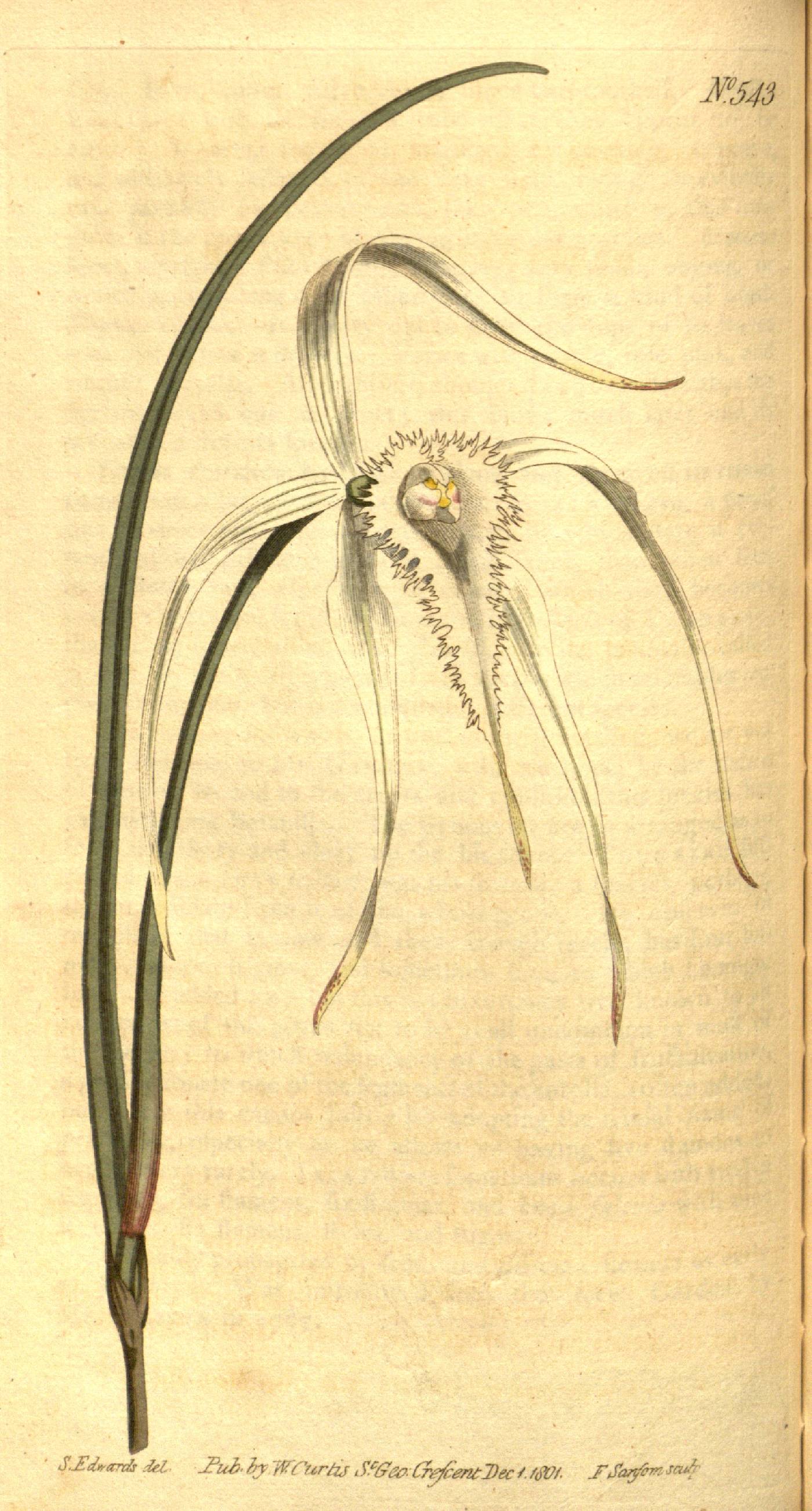 Brassavola image