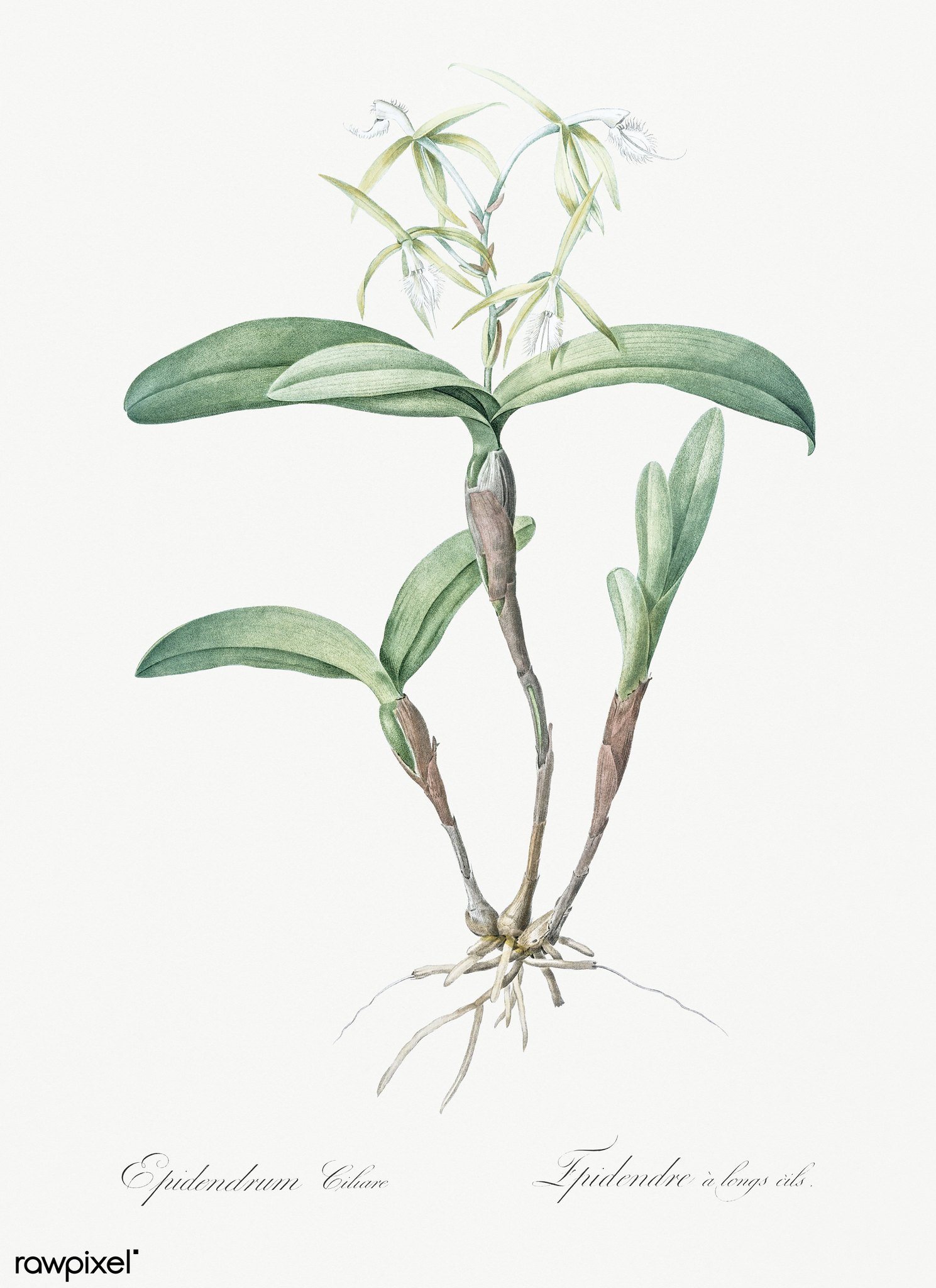 Coilostylis image